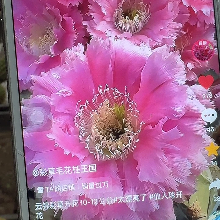 云锦侧芽4公分以上彩草