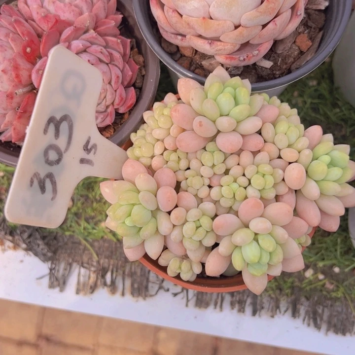 健健康康平平安安