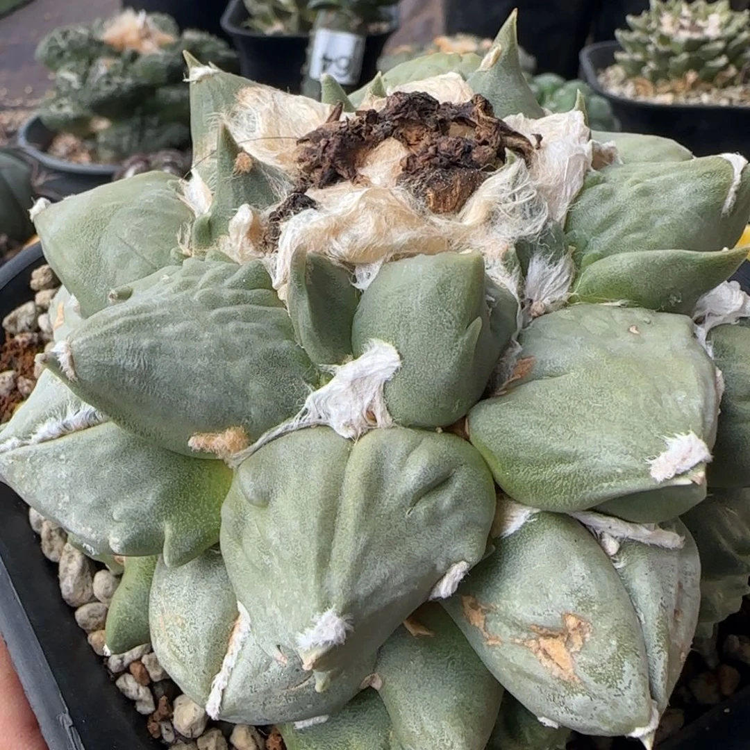 【闪购商品】自根大特点蛋蛋