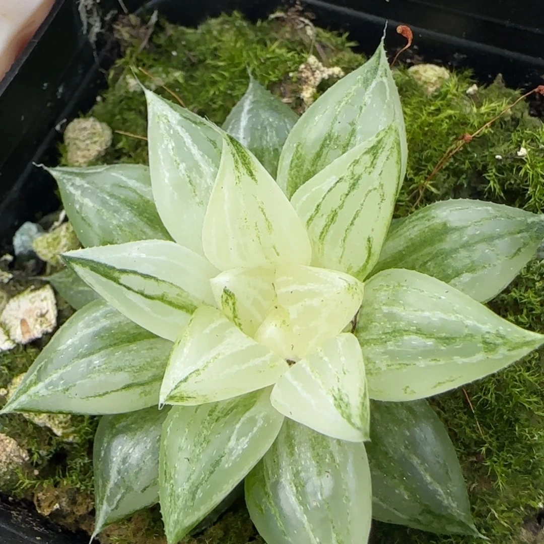 白砂糖锦多肉一颗福利