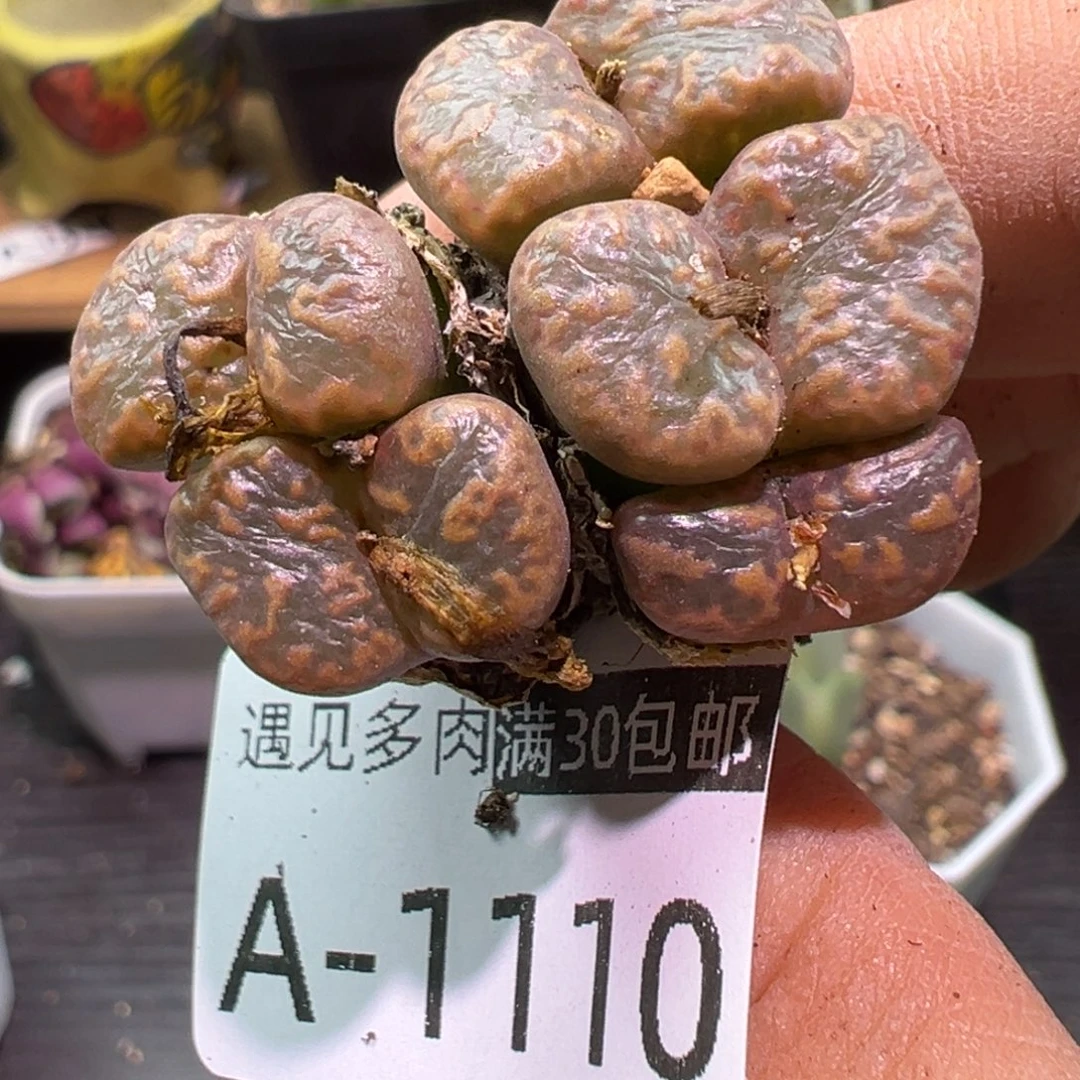 多肉植物111111111111
