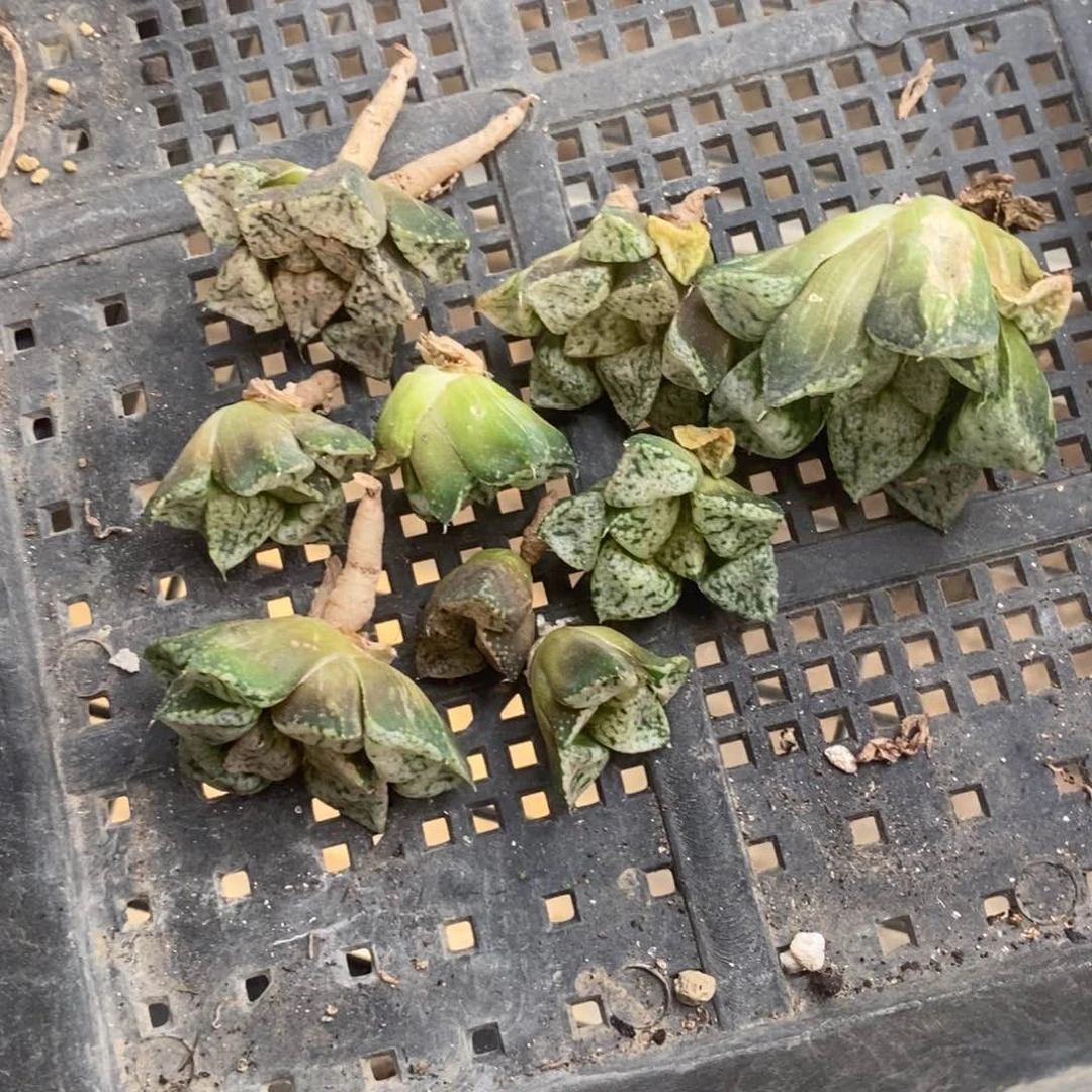 834 一克潘多拉魔盒 超级618福利。