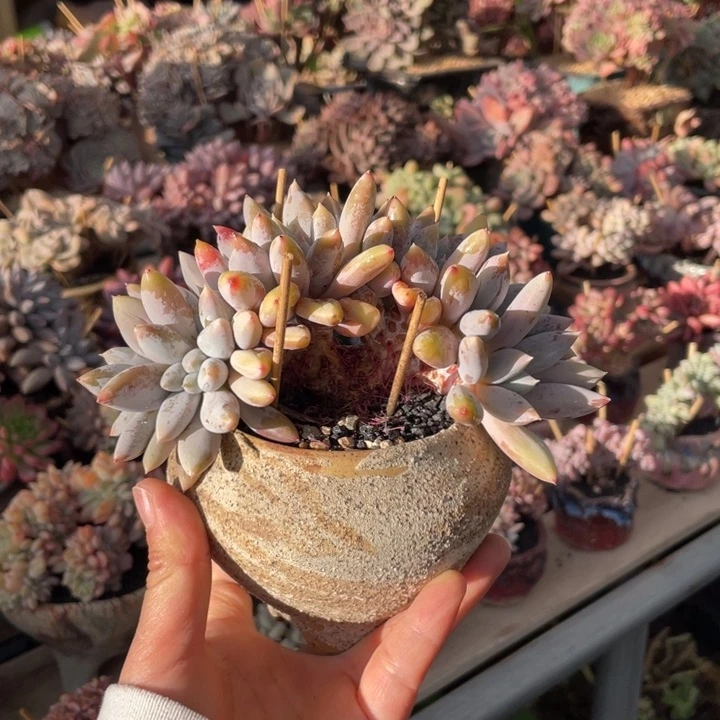 【闪购商品】彩胖哥特朵朵