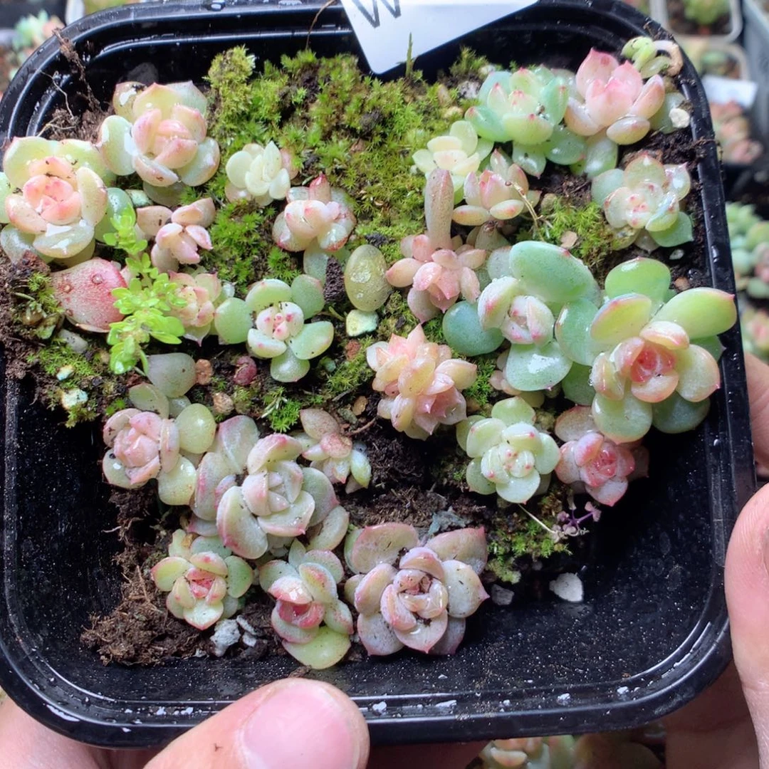 无花朵W56糖钻yyyyyyy