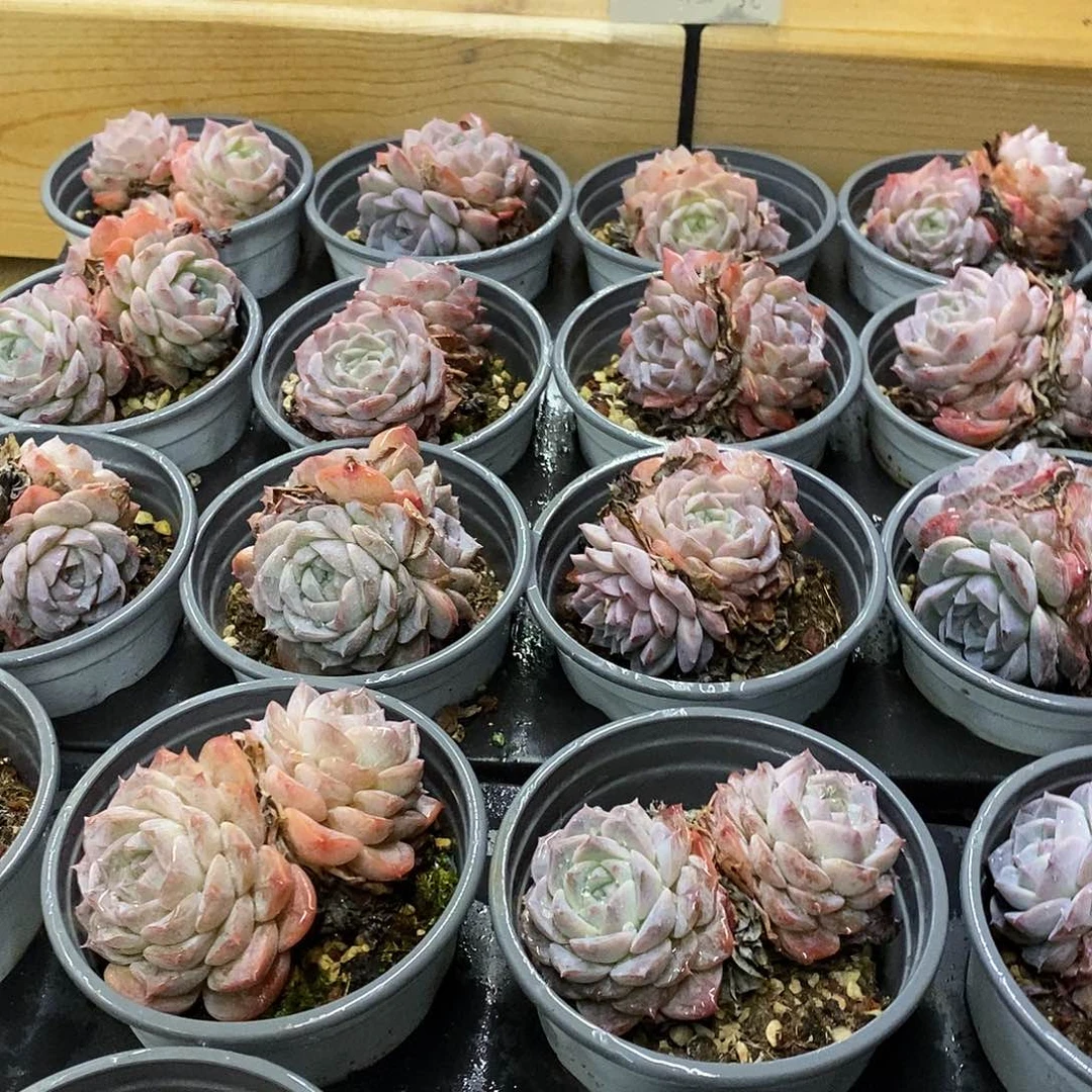 25纯爱群生 福利多多