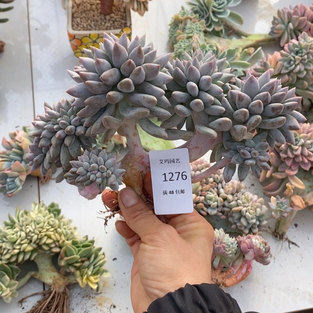 所罗门缀化多肉多肉276