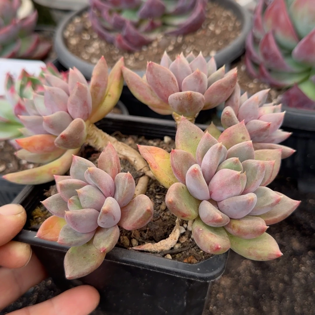 红象牙一物一拍包装收缩花旱