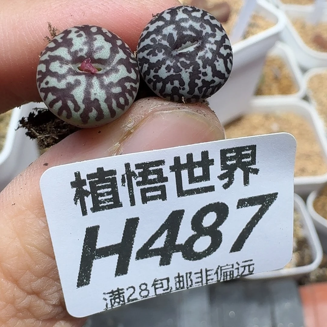多肉植物多达fgnhj