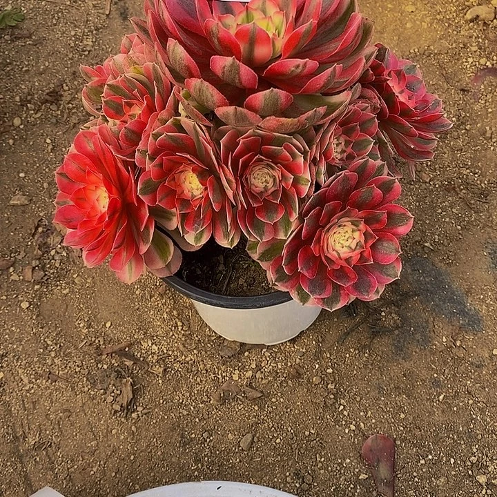 多肉植物倾城055多肉