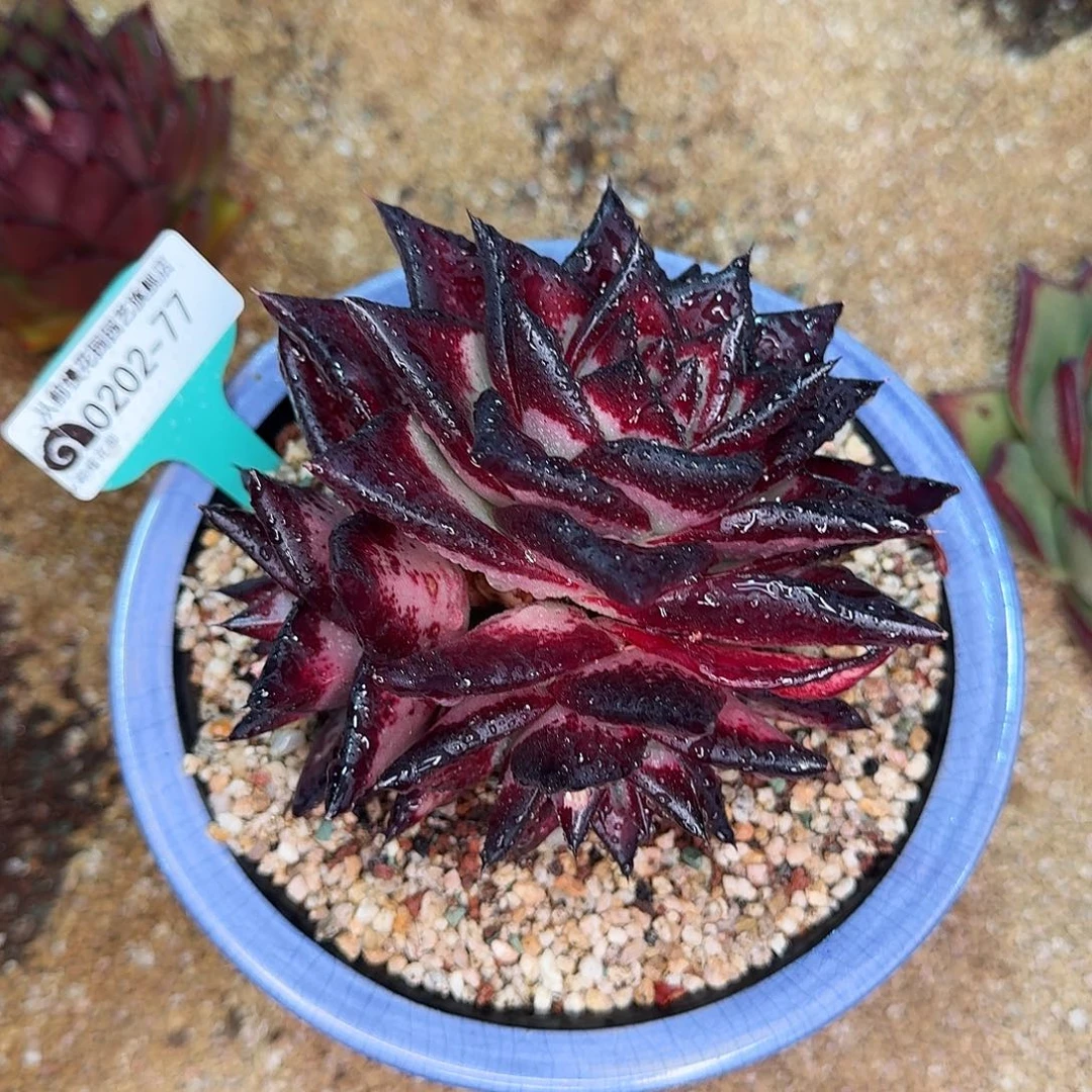 从前慢花园东云系多肉0202-77