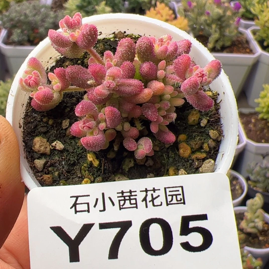 多肉植物枝干红宝石锦