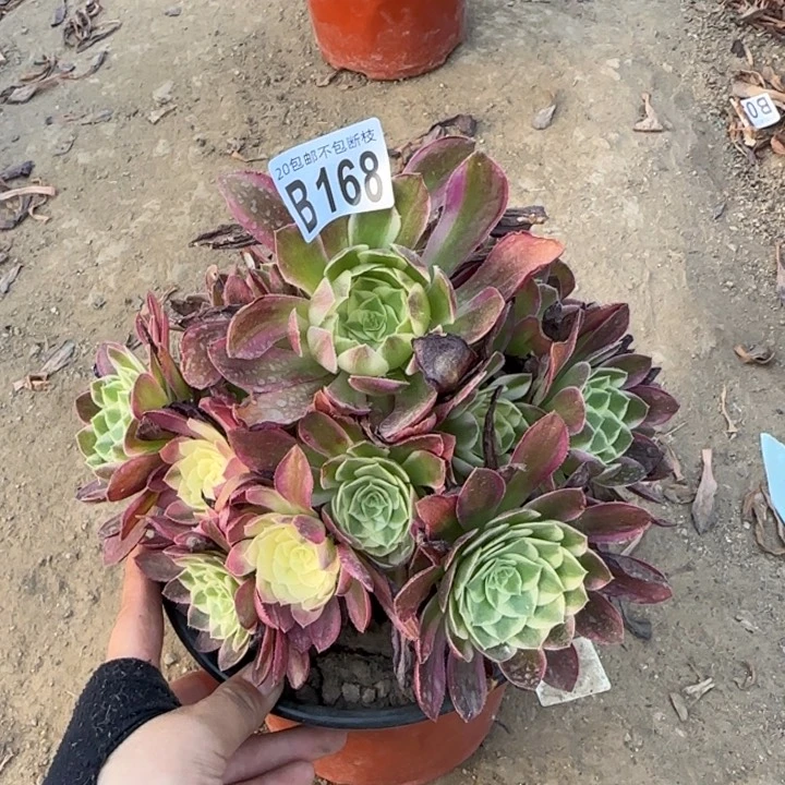 海王……多肉植物……