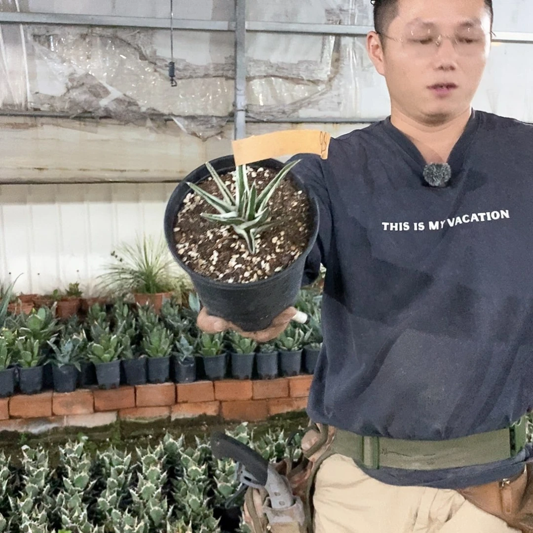 一***穗56号冰山一物一拍