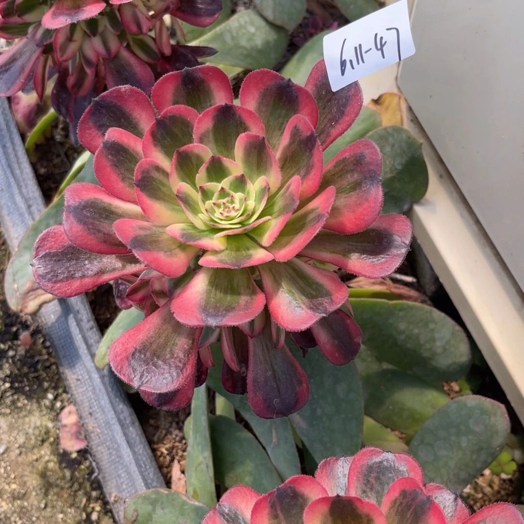 ?**口6-11-47赤焰莲寄养