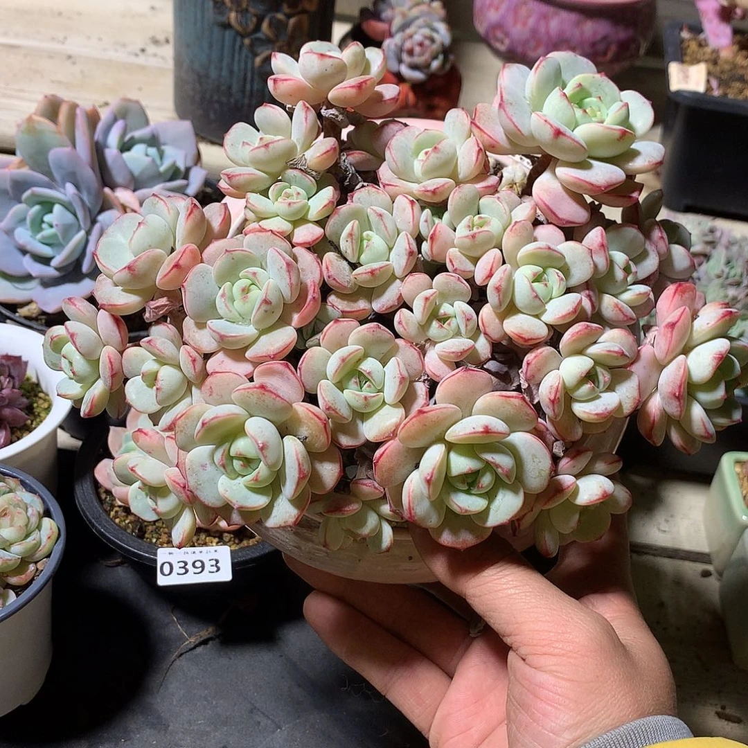 137香草多肉一颗20厘米