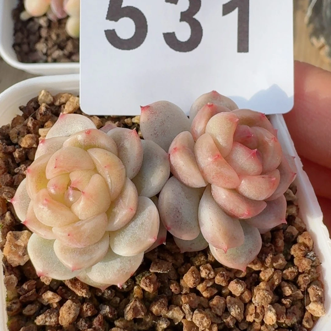 双头甜心秃子脸       多肉植物