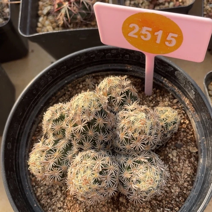 自根紫王子2515-0000