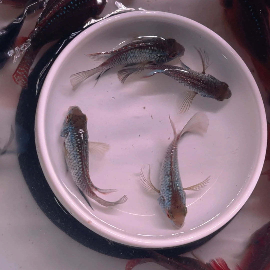 海水鱼湛蓝宝石2对吧