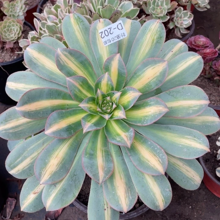 202幻影多肉1113446789