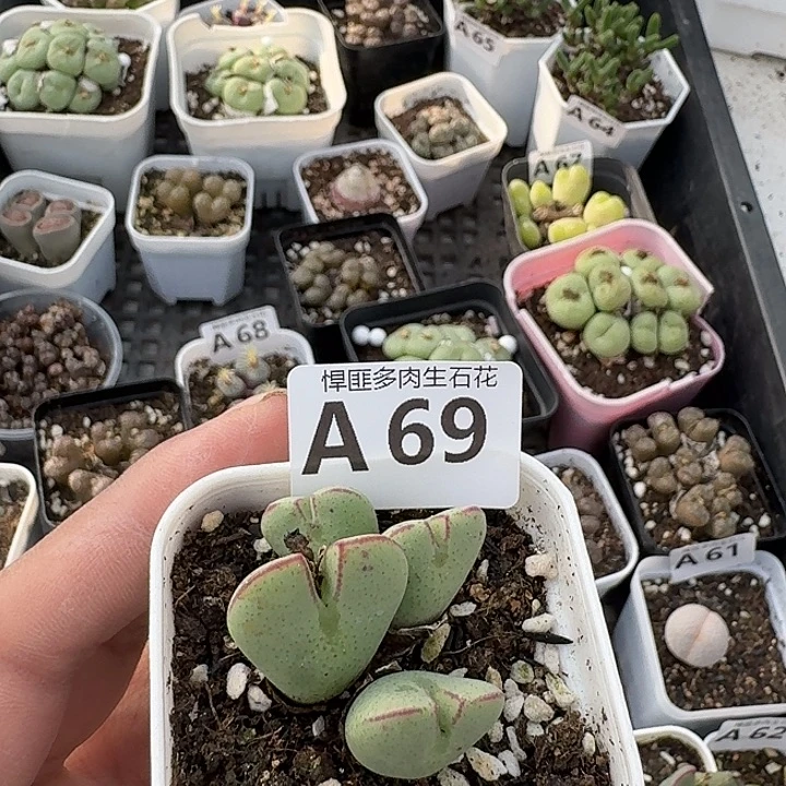 69多肉植物多肉植物