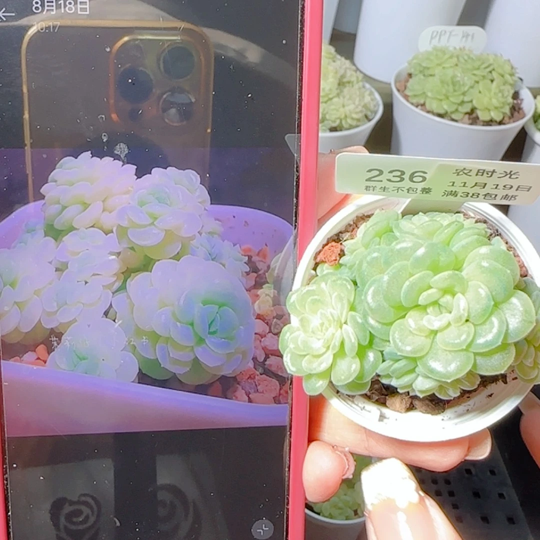 1119-236棉花卷麦杆