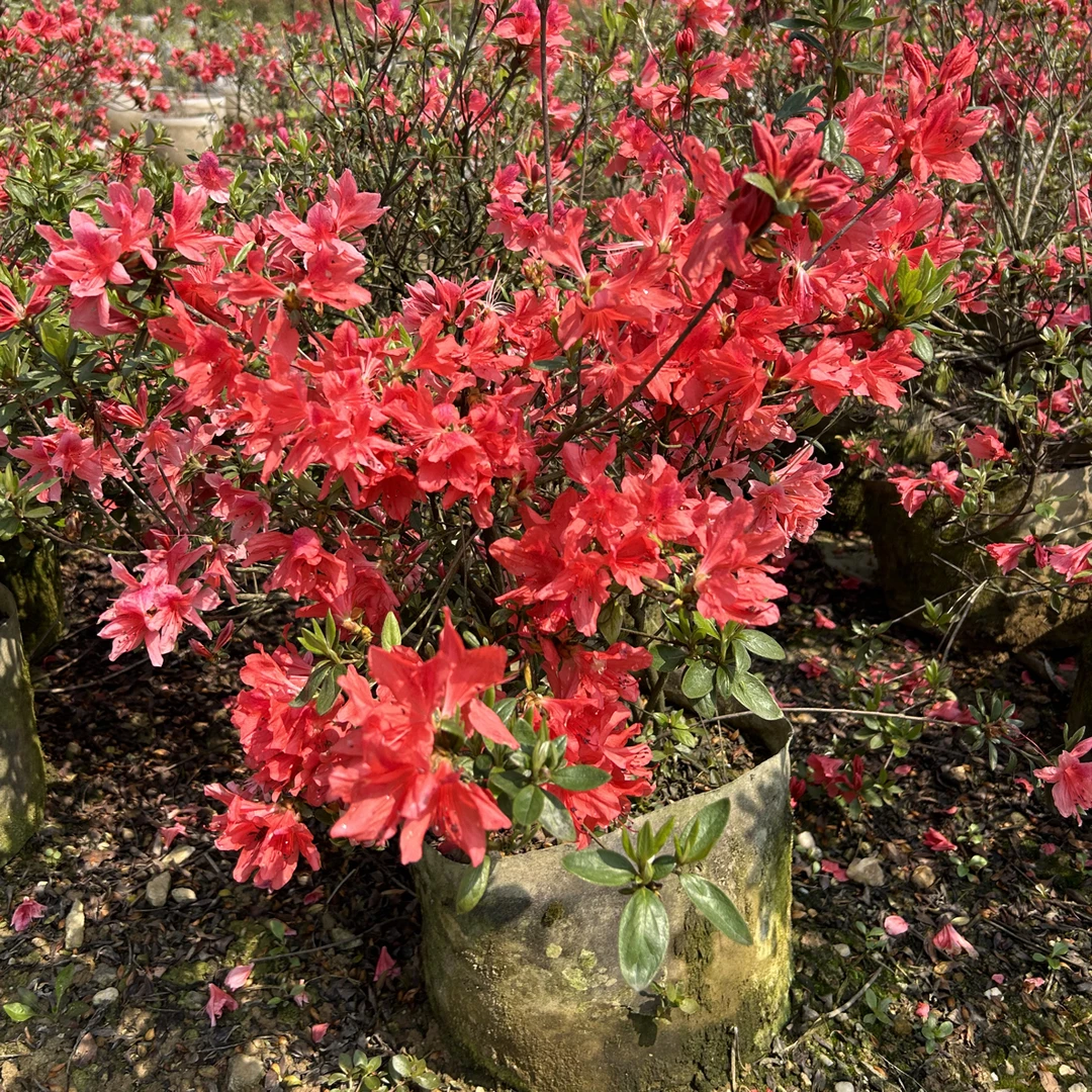 映山红美植袋苗。大红花色。易成活，原袋原土发货。