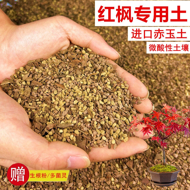 红枫植物颗粒土透气赤玉土风化土营养土盆景土花卉绿植种植土