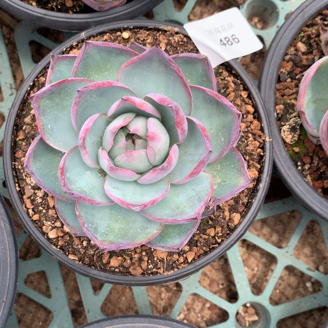 时****沙07号上午场，486一颗