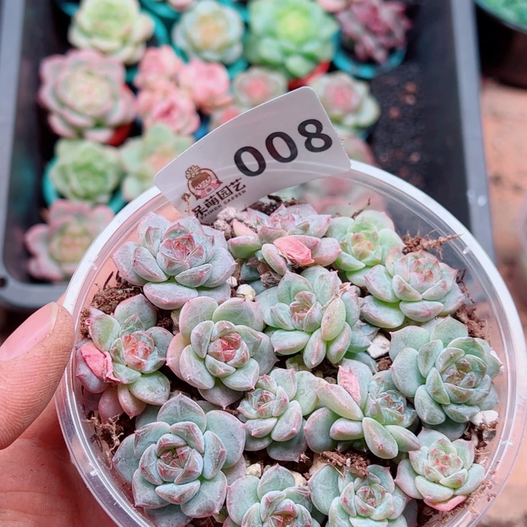 多肉植物多肉植物