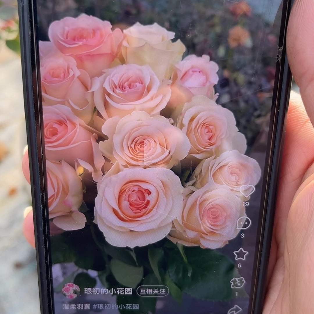 无花朵———温柔羽翼 福利