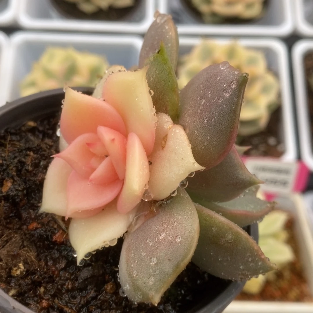 458贝加尔湖锦锦锦锦锦锦锦