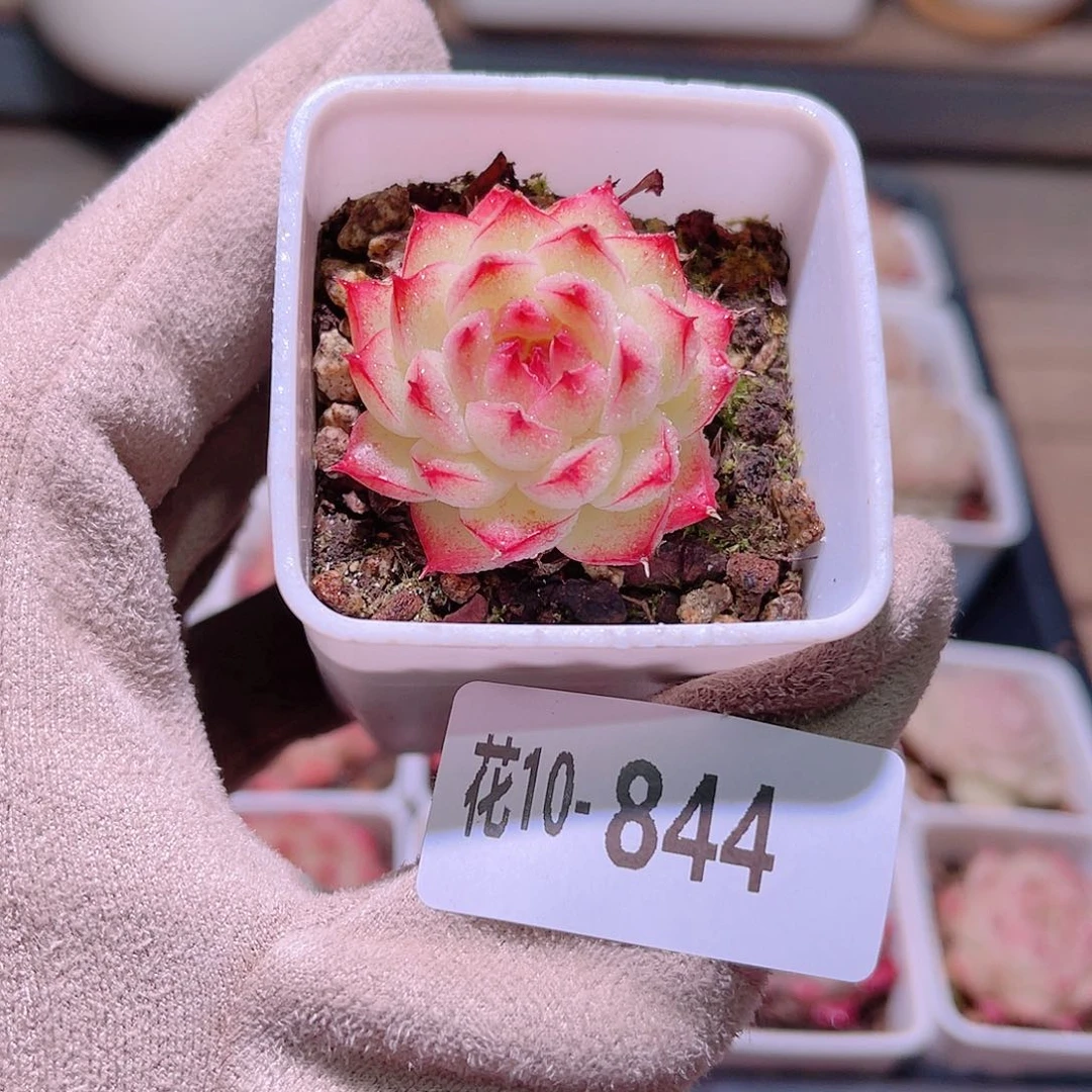 花利美10-844海王