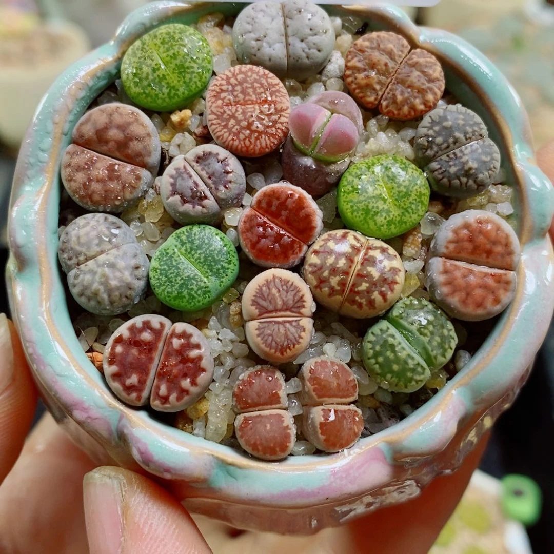 生石花花花花花花花707