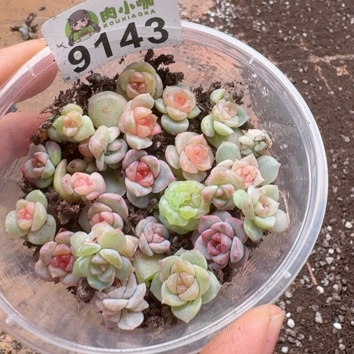 千****?多肉植物多肉植物