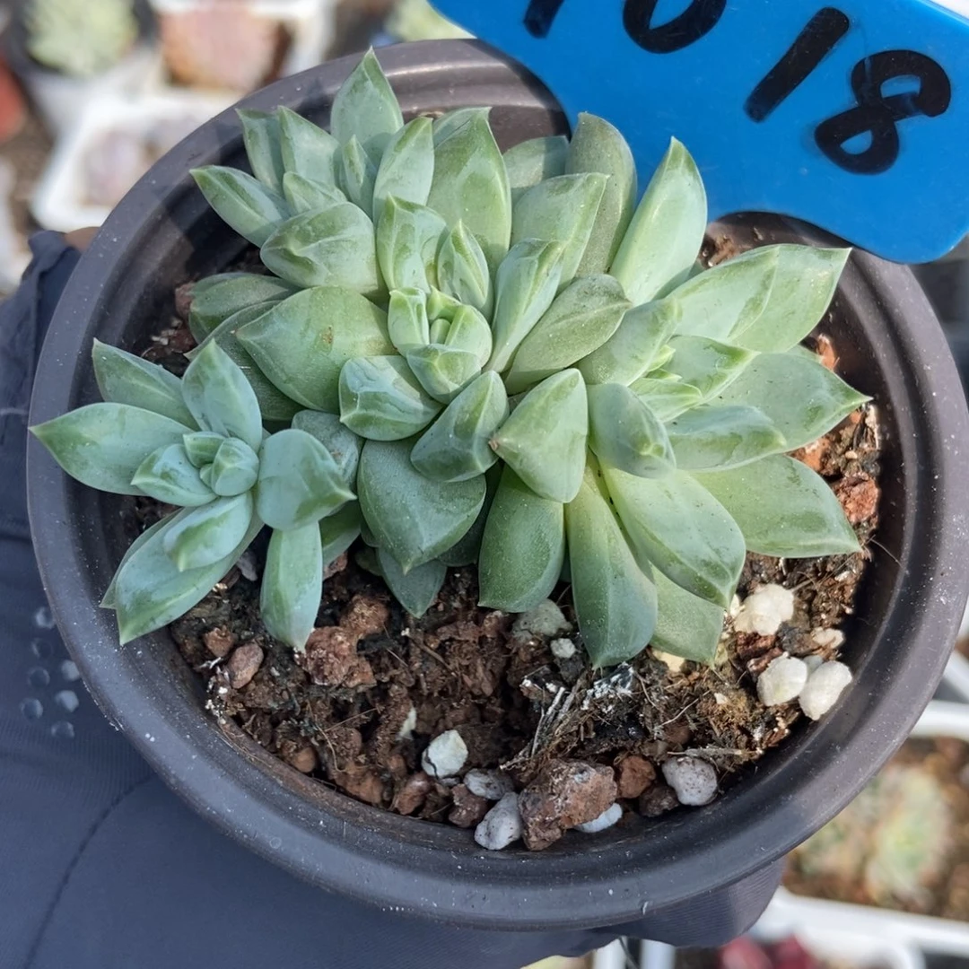 1018牵手杂多肉植物