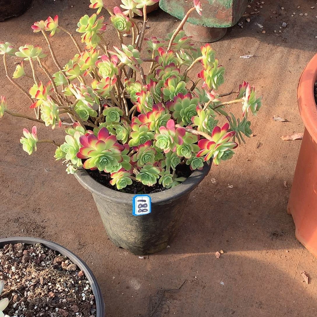 188薄化妆 一物一拍多肉