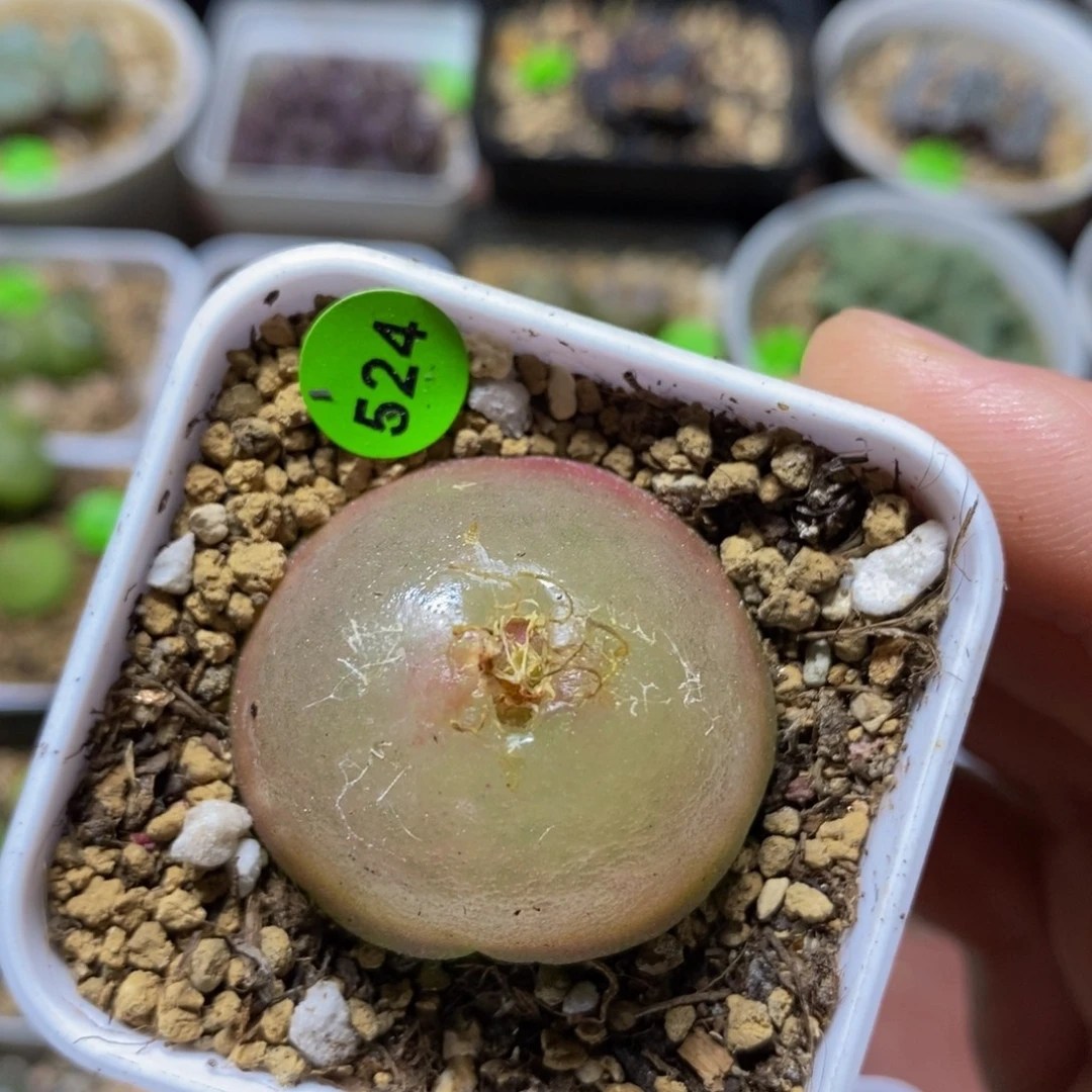 灯泡3-3.3多肉植物524