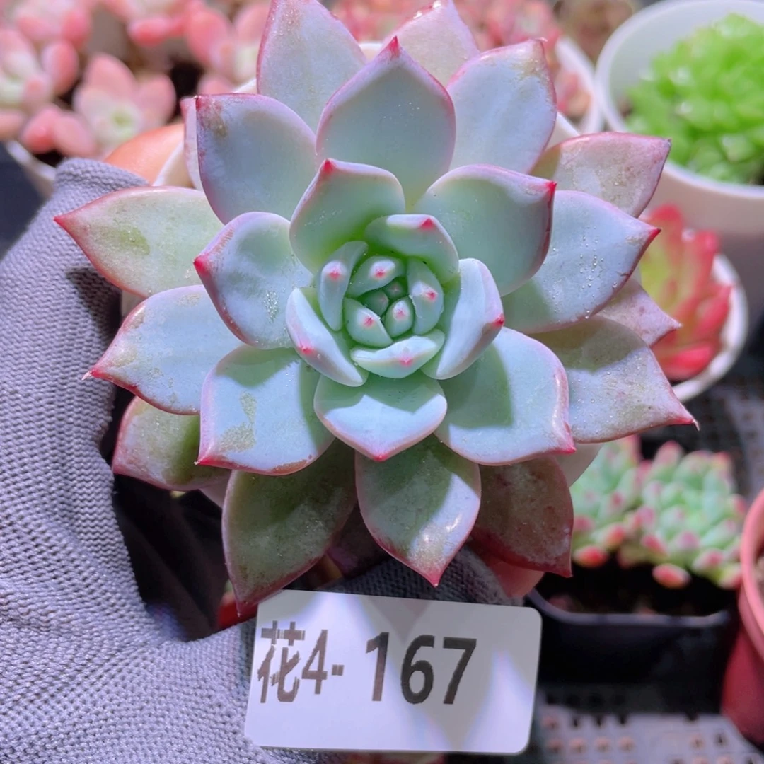 花利美 4-167粉蓝鸟