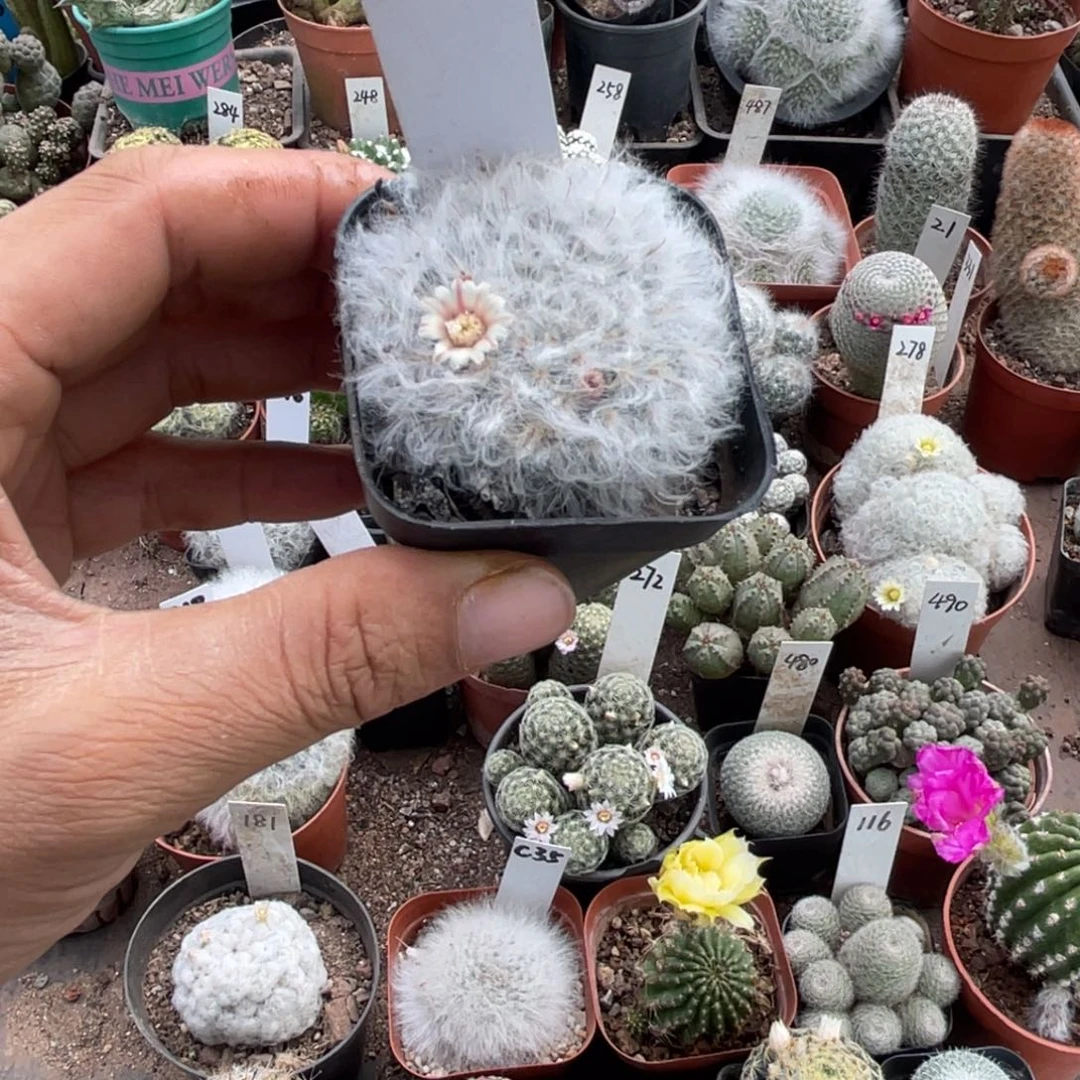 「***」多肉植物仙人球白云高沙