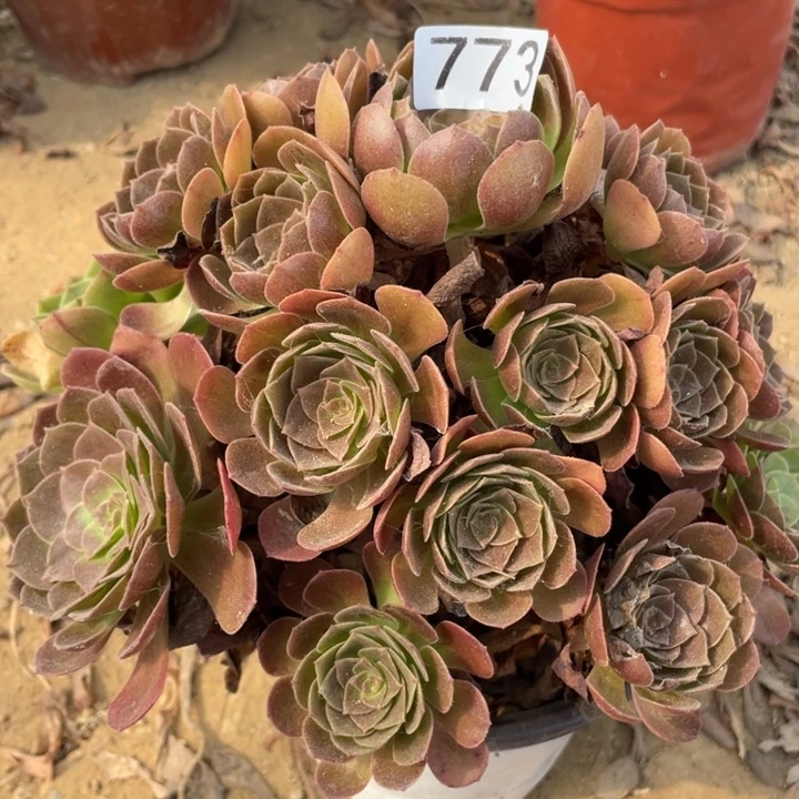 无花朵773多肉植物赤焰莲