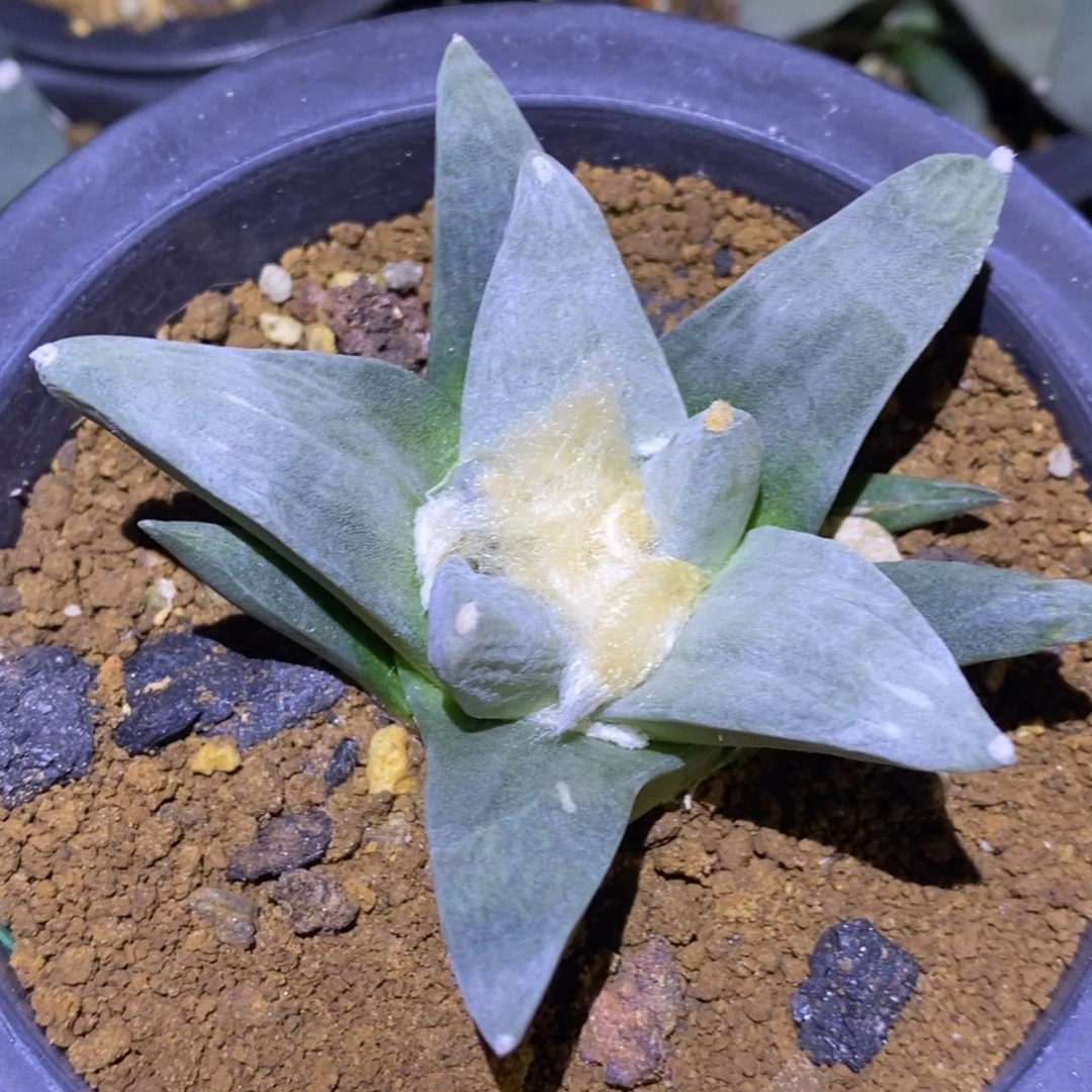 实生白龙王好白福利福利