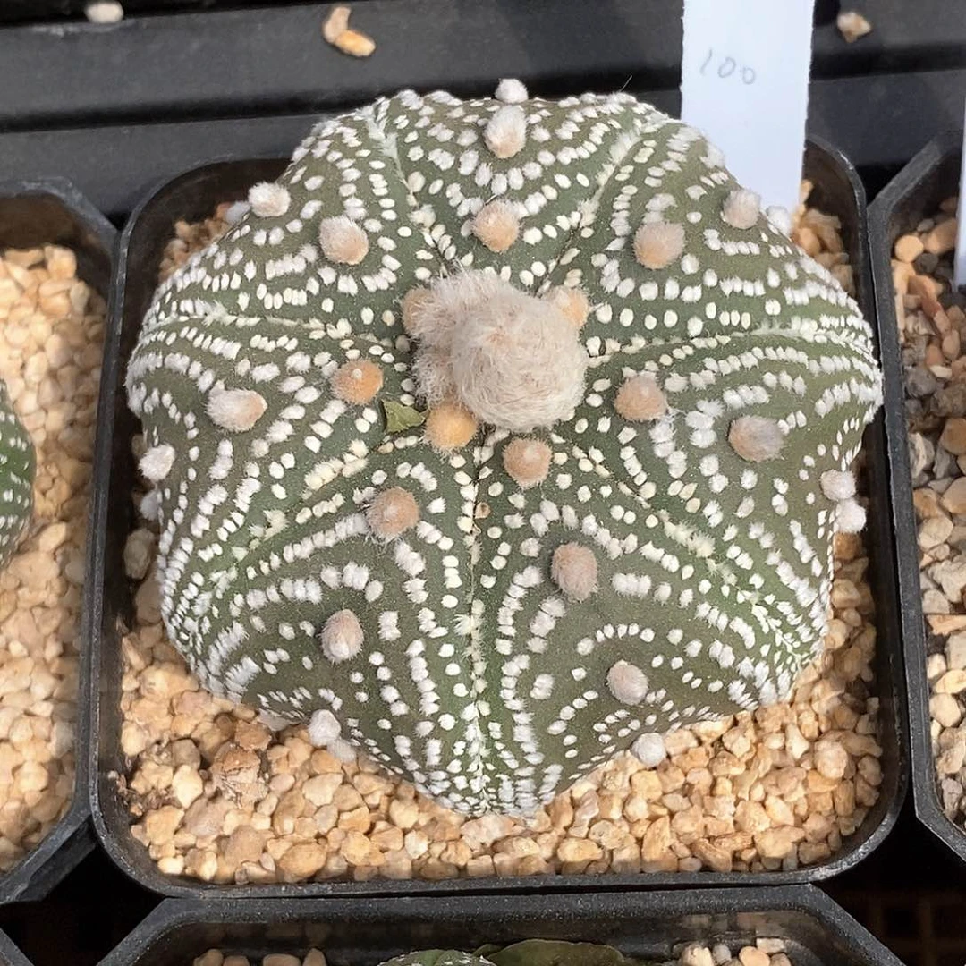 倔*?土土土土花花花花花花花花