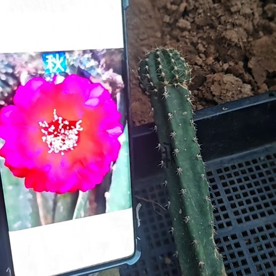 丽花秋秀普嫁接清