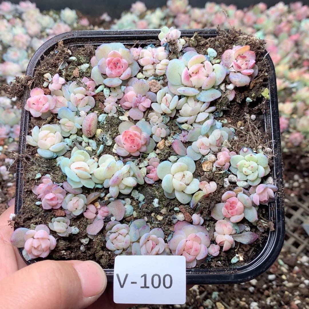 无花朵V100月英语英语