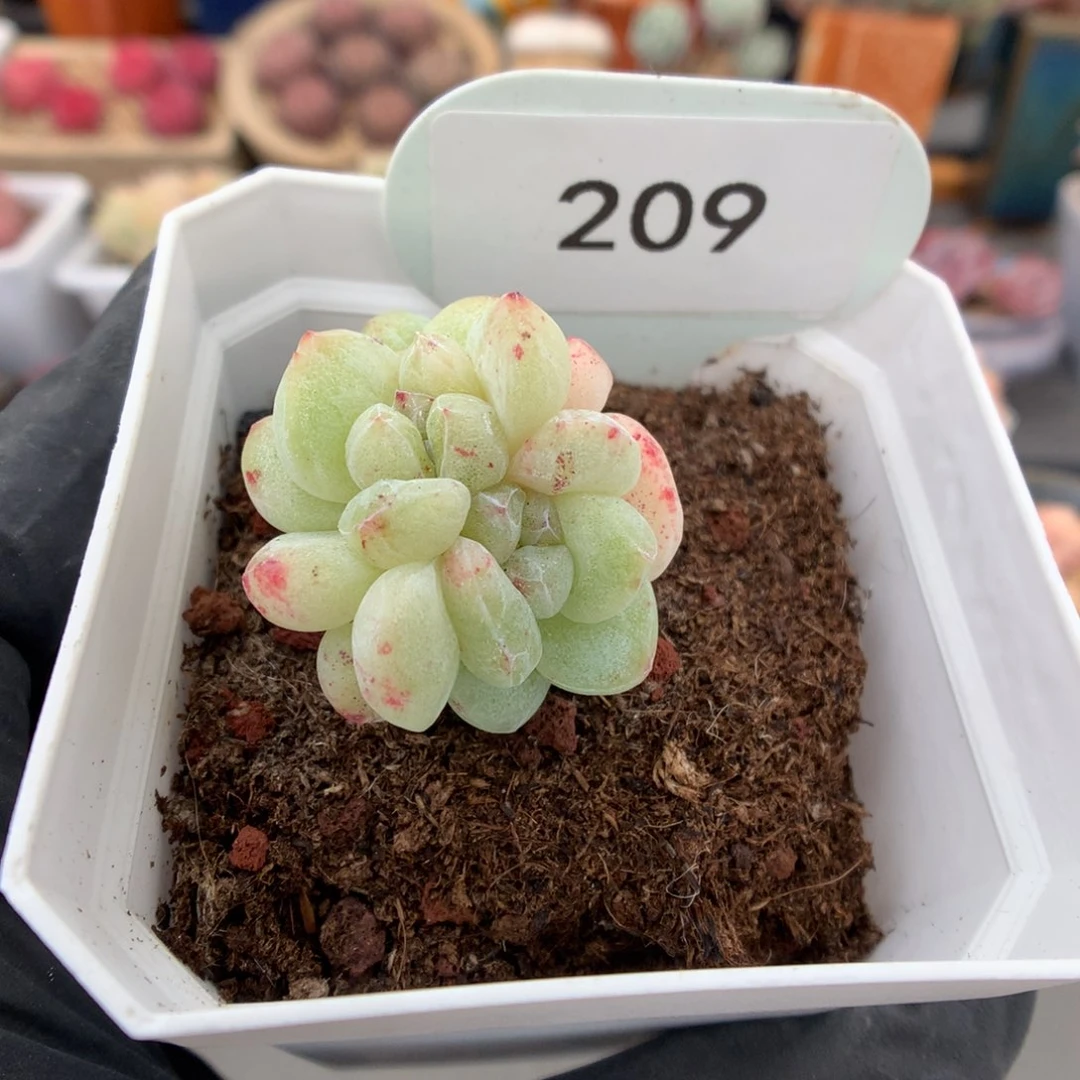 哈****?209 冰玉石化多肉