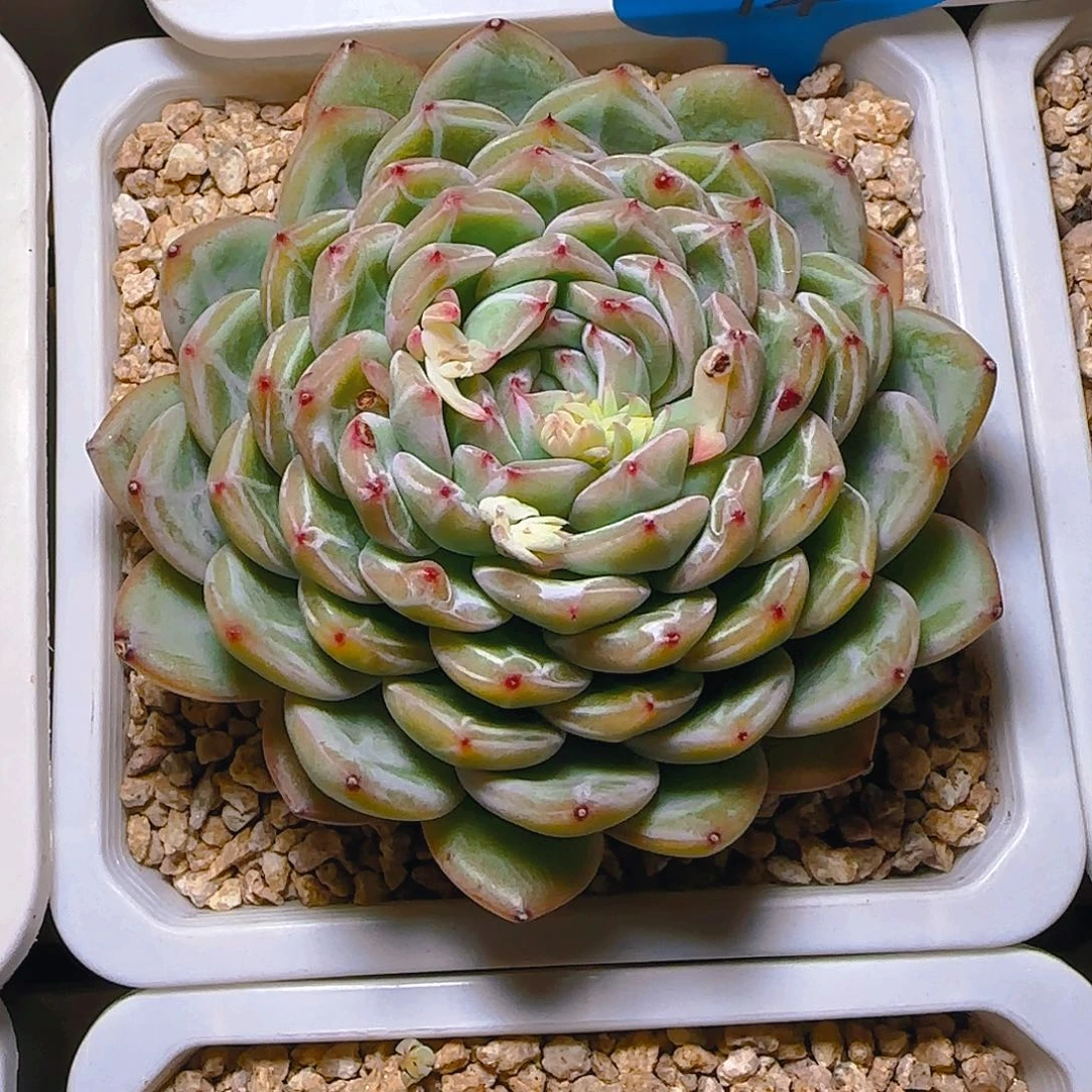 洁****鞋雪花珍妮14号一物一拍