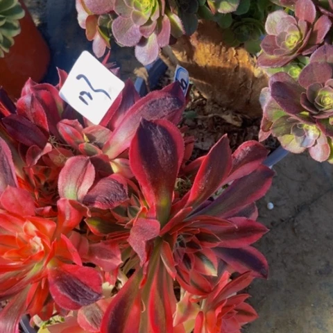 母本砍头朵朵多肉两个不包售后123