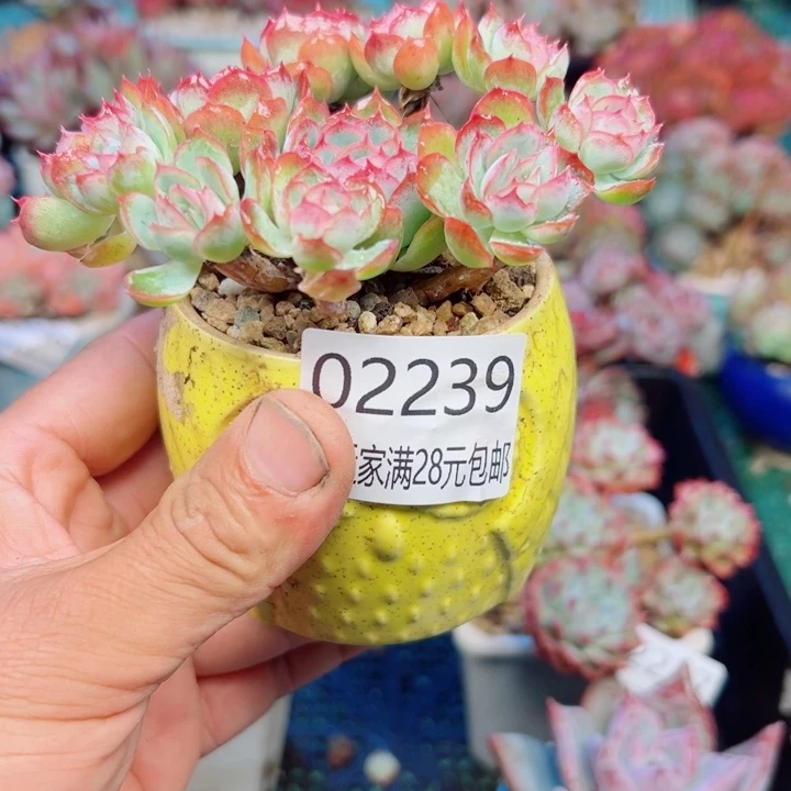 幸运的是我还没遇到过