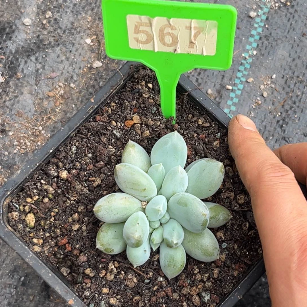 多肉植物胖体哥特567