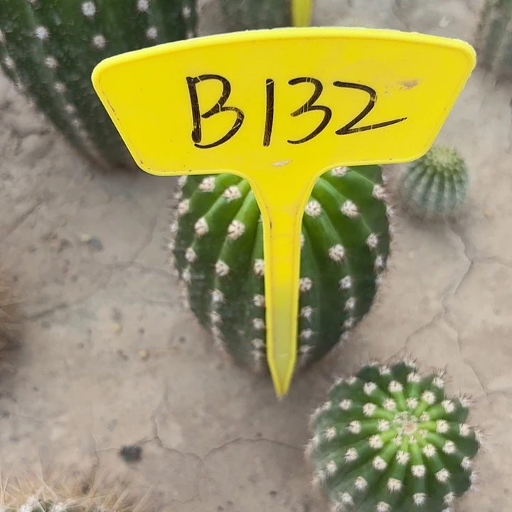 玉*B132,清清27号毛花柱